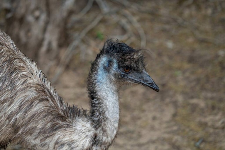 Tree Houses (United States of America, Groesbeck, Texas)