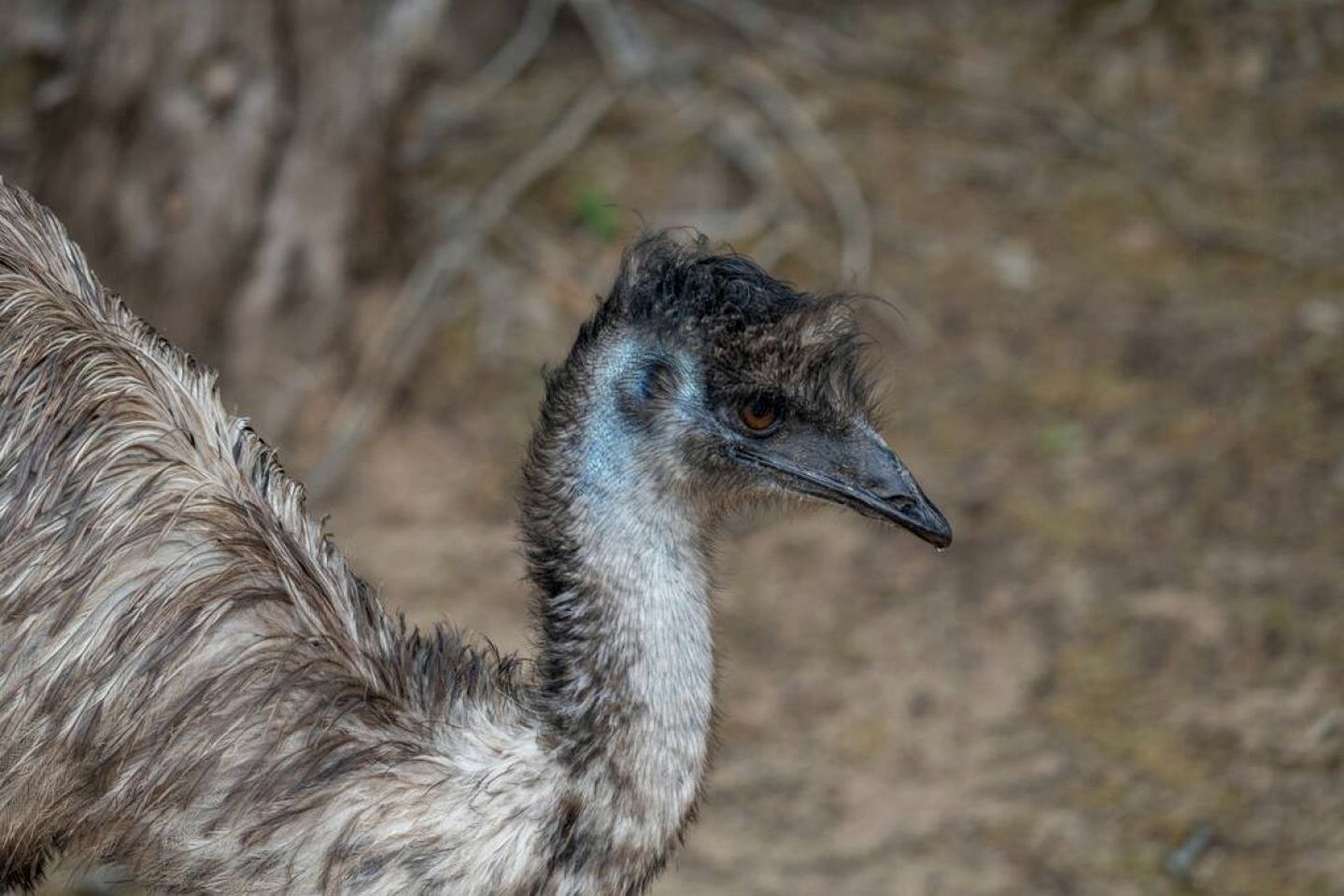 Spectacular Luxurious Tree House with Jacuzzi and Fire Pit in Texas