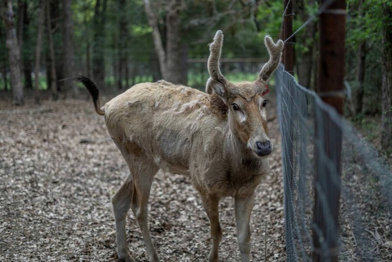 Tree Houses (United States of America, Groesbeck, Texas)