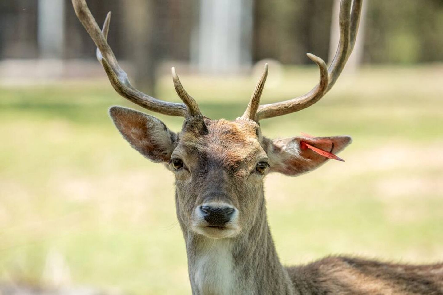 Spectacular Luxurious Tree House with Jacuzzi and Fire Pit in Texas