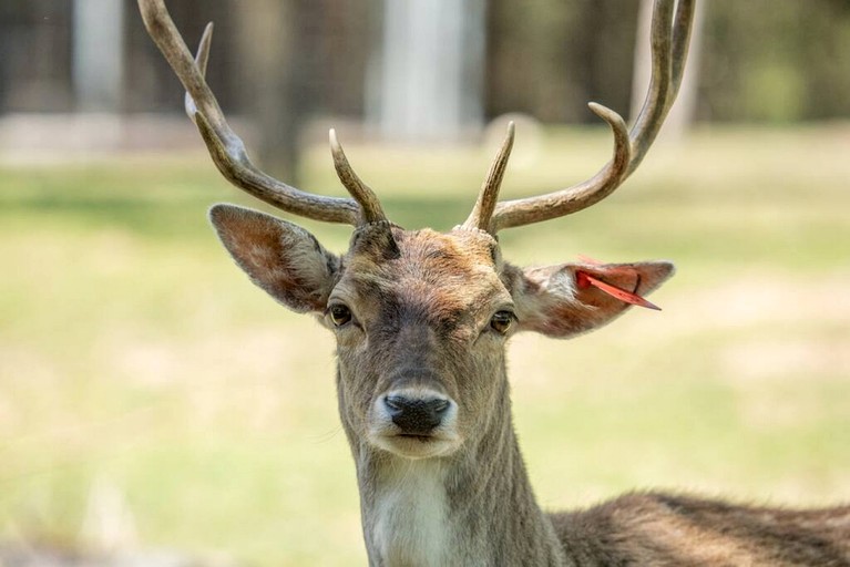 Tree Houses (United States of America, Groesbeck, Texas)