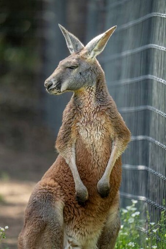 Tree Houses (United States of America, Groesbeck, Texas)