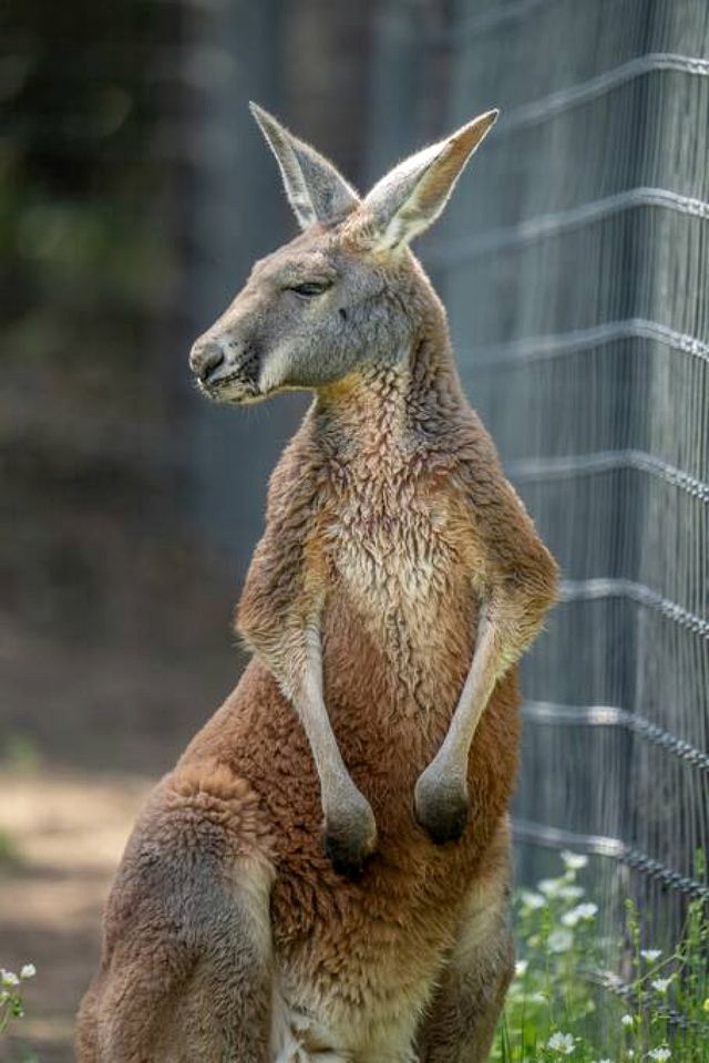 Spectacular Luxurious Tree House with Jacuzzi and Fire Pit in Texas