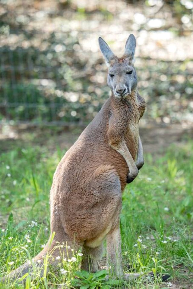 Spectacular Luxurious Tree House with Jacuzzi and Fire Pit in Texas
