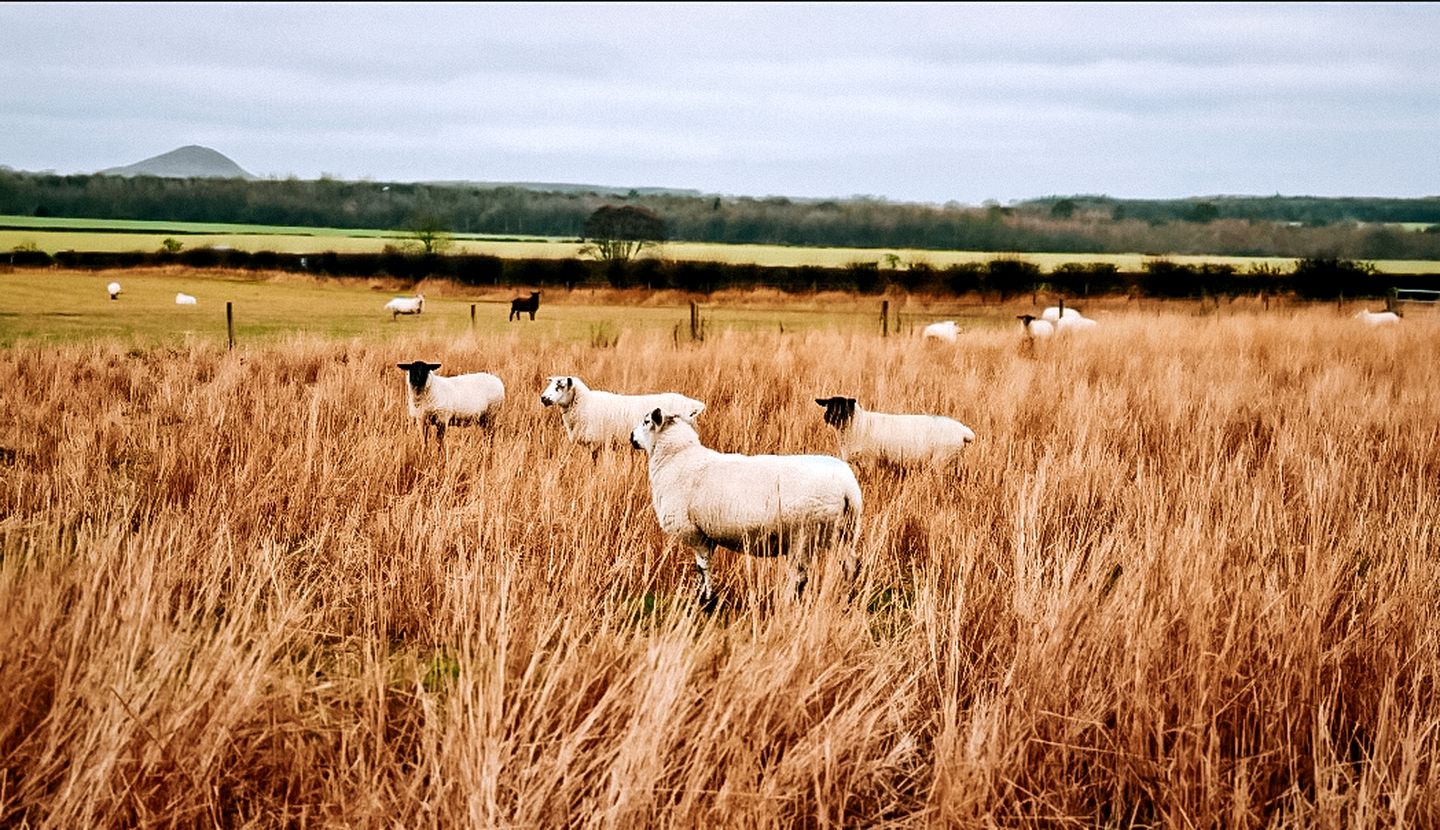 Spectacular Secluded Cottage in East Lothian, Scotland