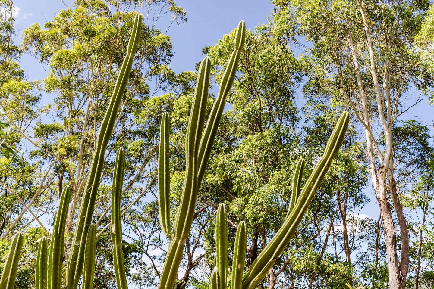 Spetacular Secluded Tiny House in Cudgera Creek, New South Wales