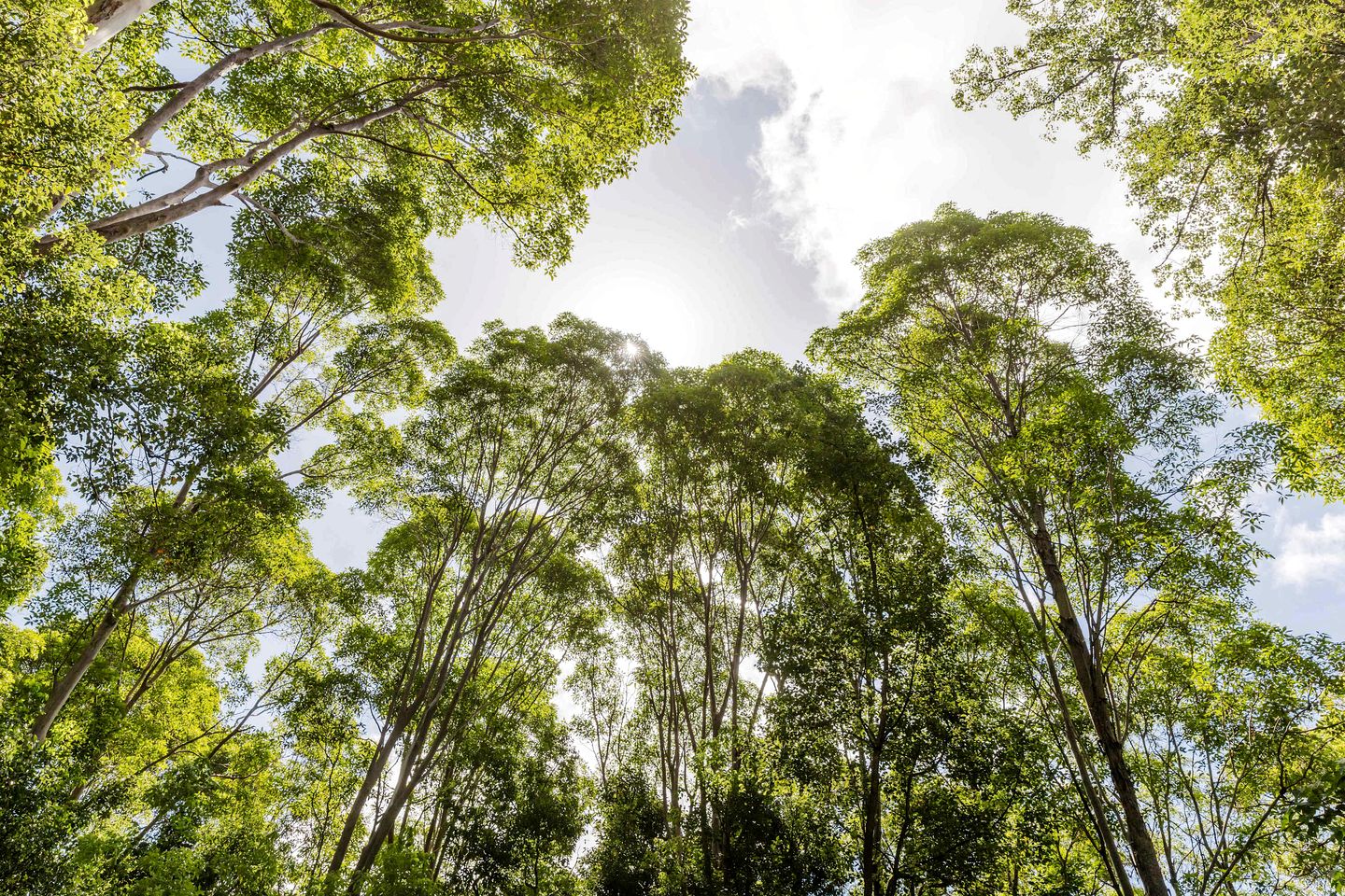 Spetacular Secluded Tiny House in Cudgera Creek, New South Wales