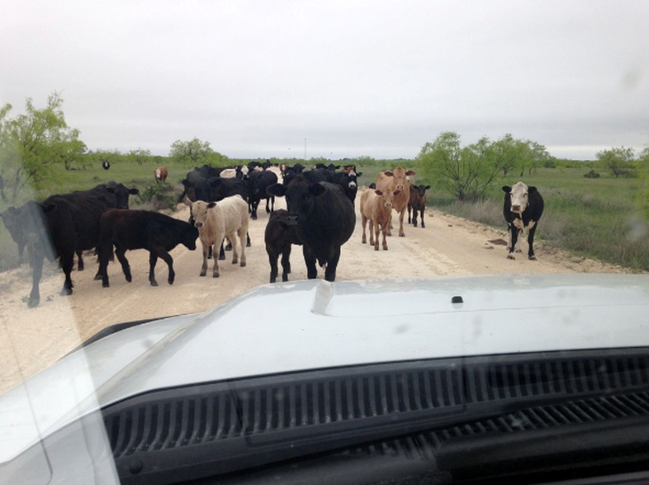 Authentic Ranch Cabin Rental with Meadow Views in Christoval, Texas