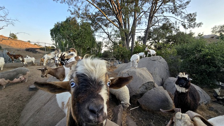 Domes (United States of America, Fallbrook, California)