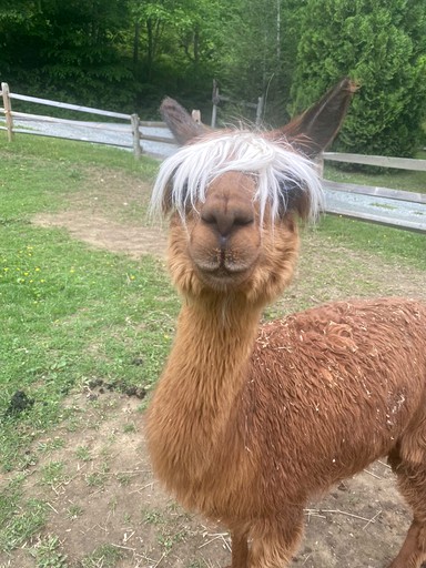 Barns (United States of America, Sugar Grove, North Carolina)