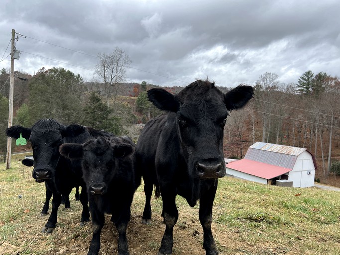 Barns (United States of America, Sugar Grove, North Carolina)
