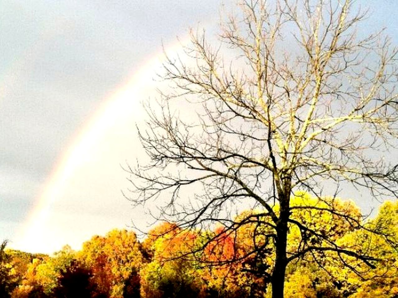 Tree House Shawnee National Forest, Illinois Glamping Hub