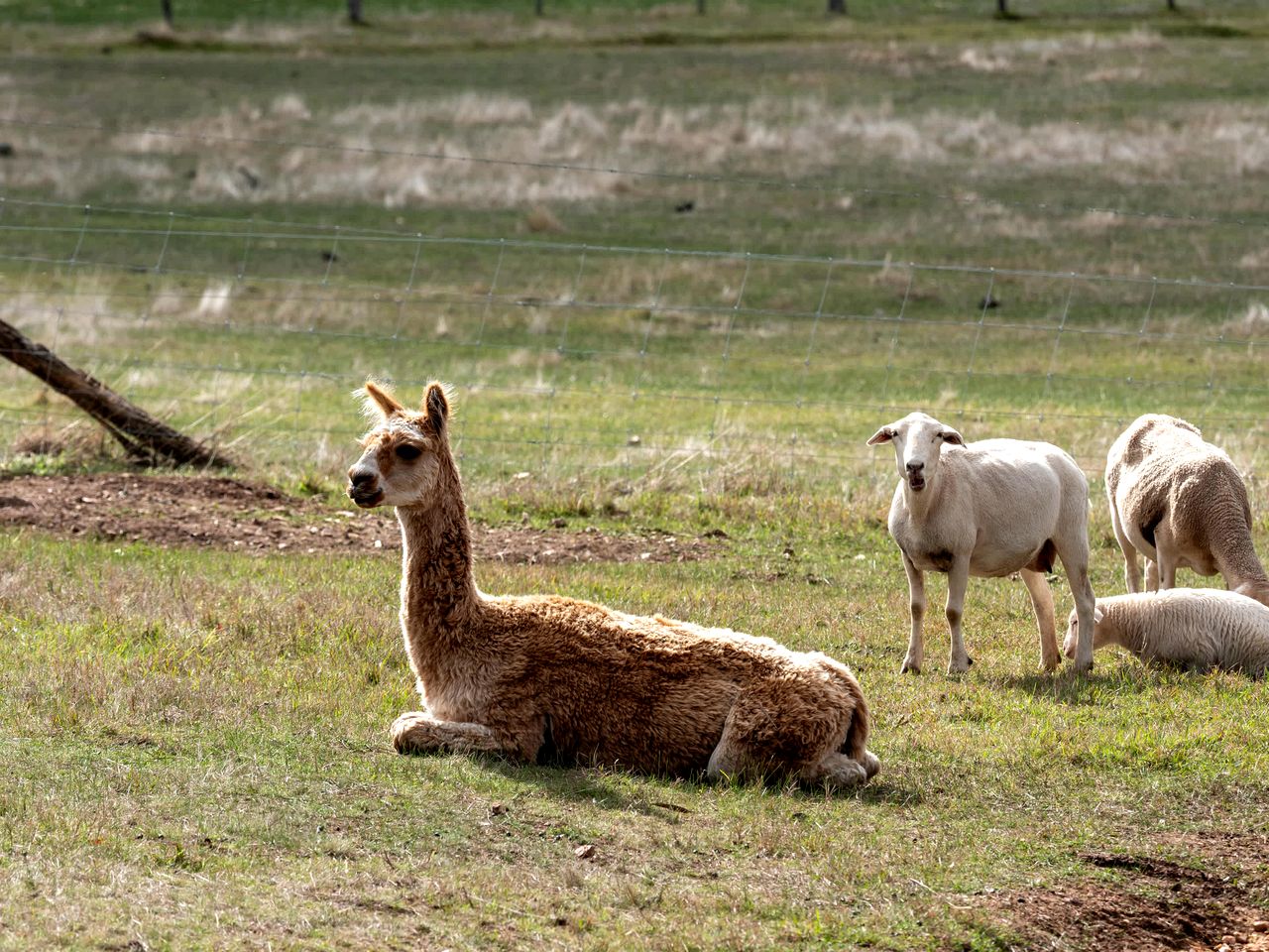 Cozy Off-Grid Tiny House Farm Stay with Wildlife Views near Pyrenees Wine Region, Warrenmang Victoria