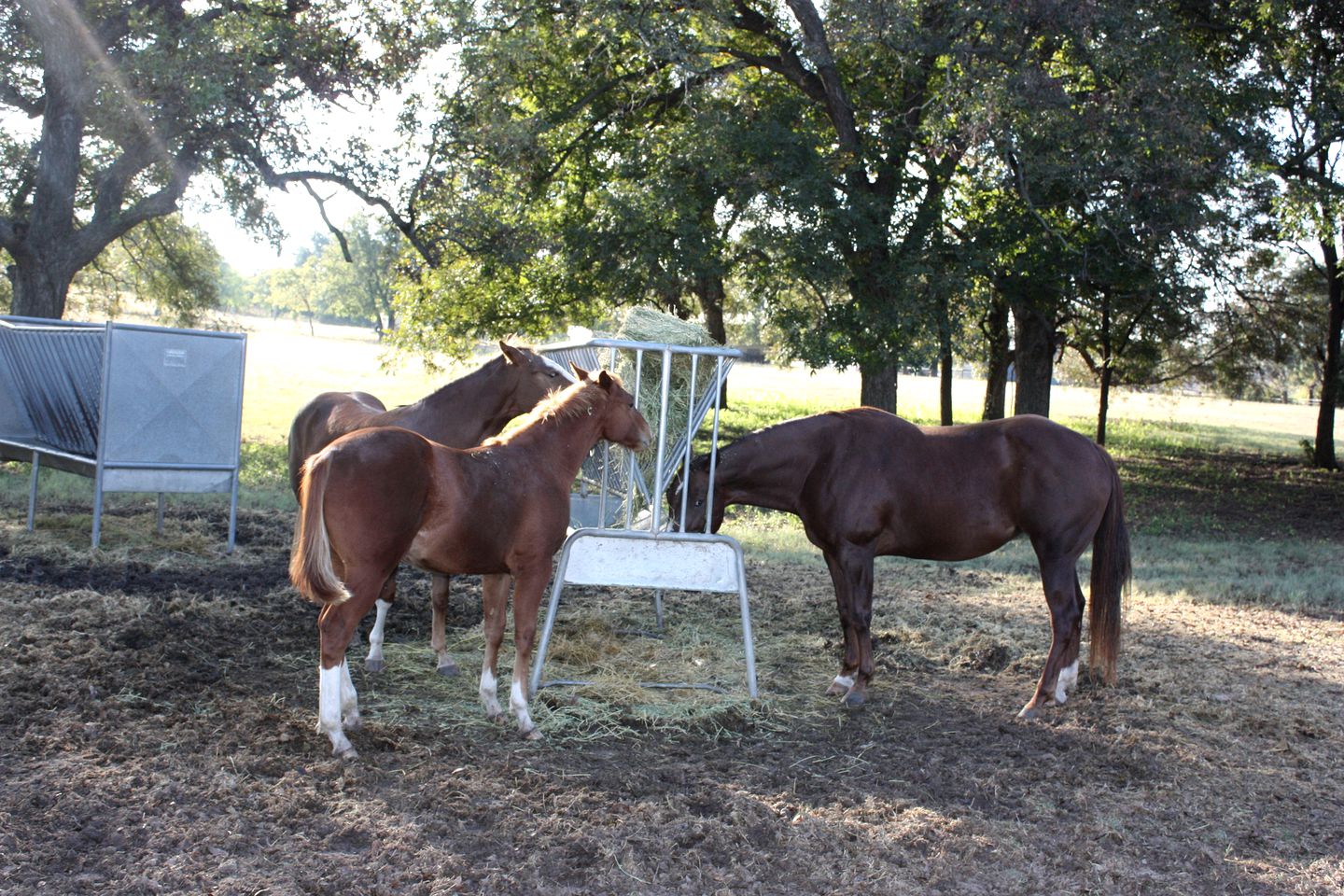 Peaceful Cottage on Farm in Idyllic Countryside near Fort Worth, Texas