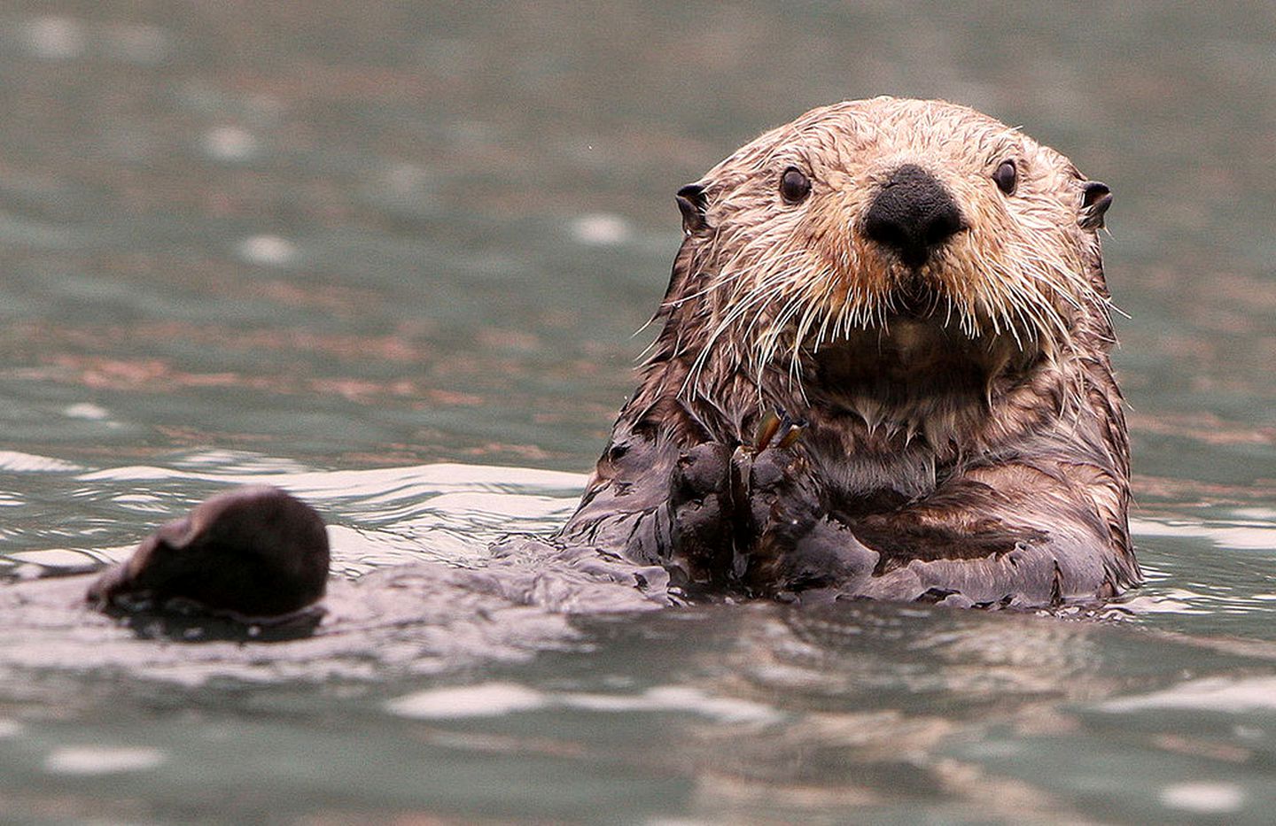 Rustic Cabin Rental with Mountain Views in Kachemak Bay State Park in Alaska