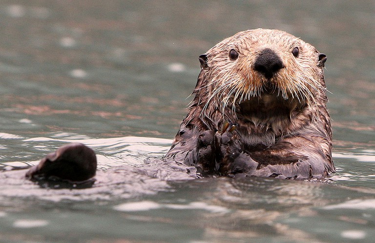 Cabins (Halibut Cove, Alaska, United States)