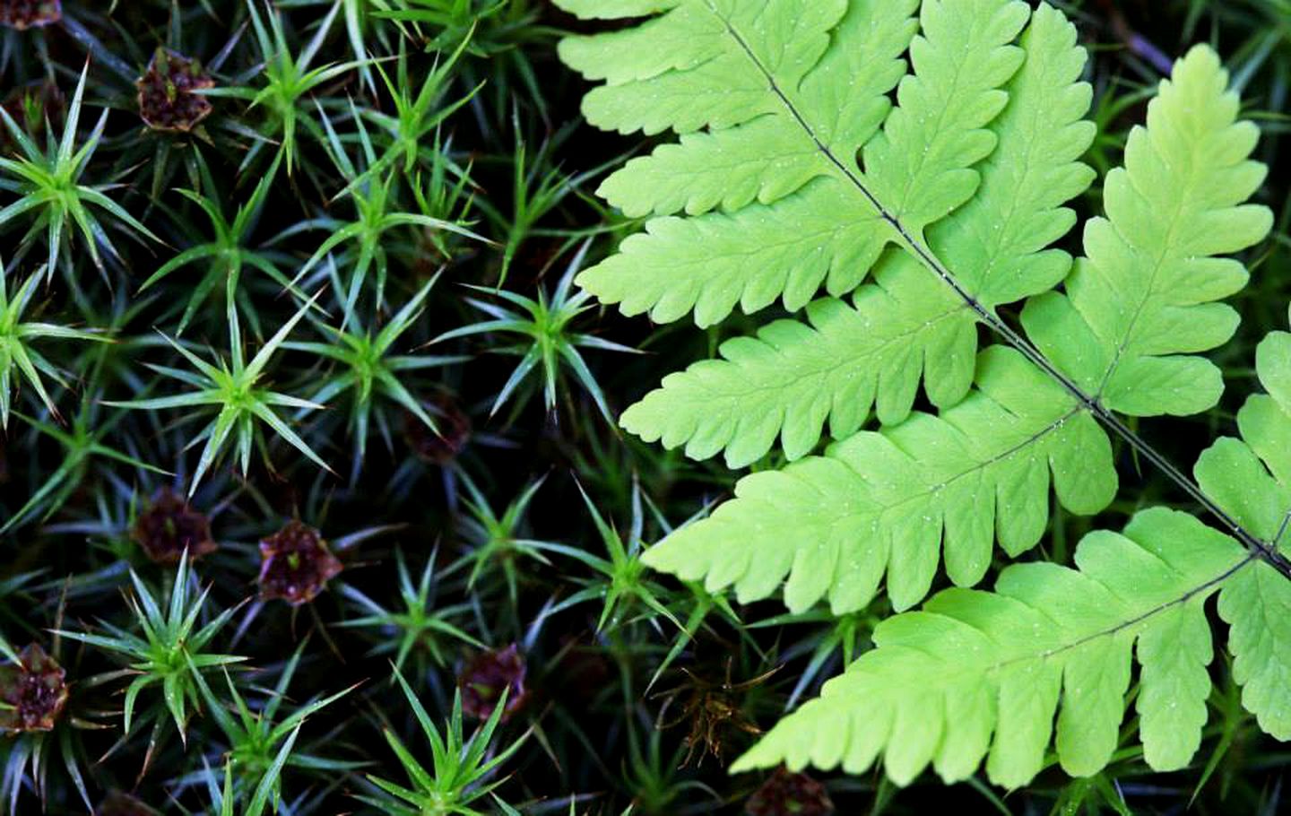 Luxury Log Cabin Rental with Hot Tub in Halibut Cove, Alaska