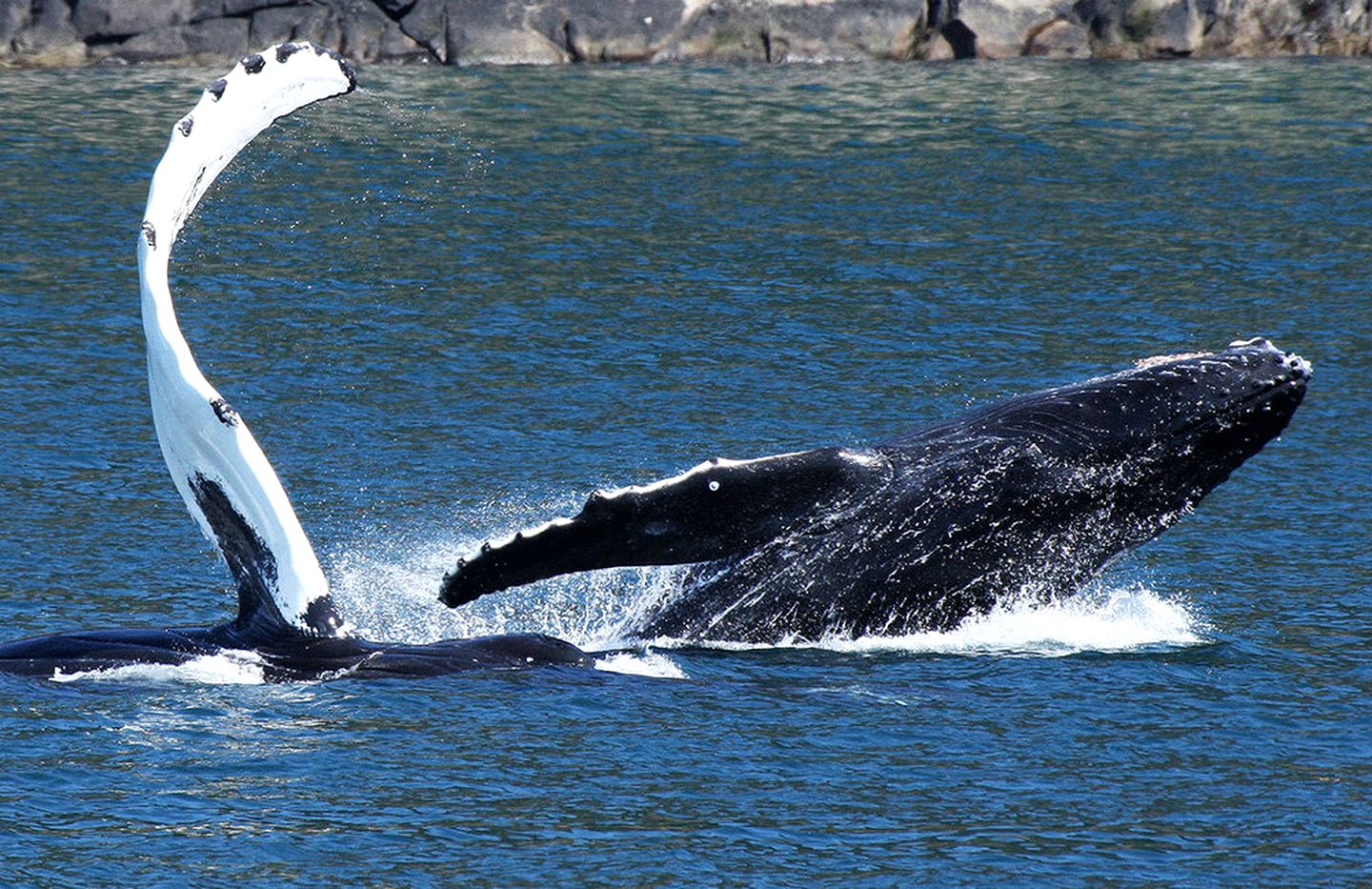 Cozy Cabin Rental with Mountain and Ocean Views in Kenai Peninsula Borough, Alaska