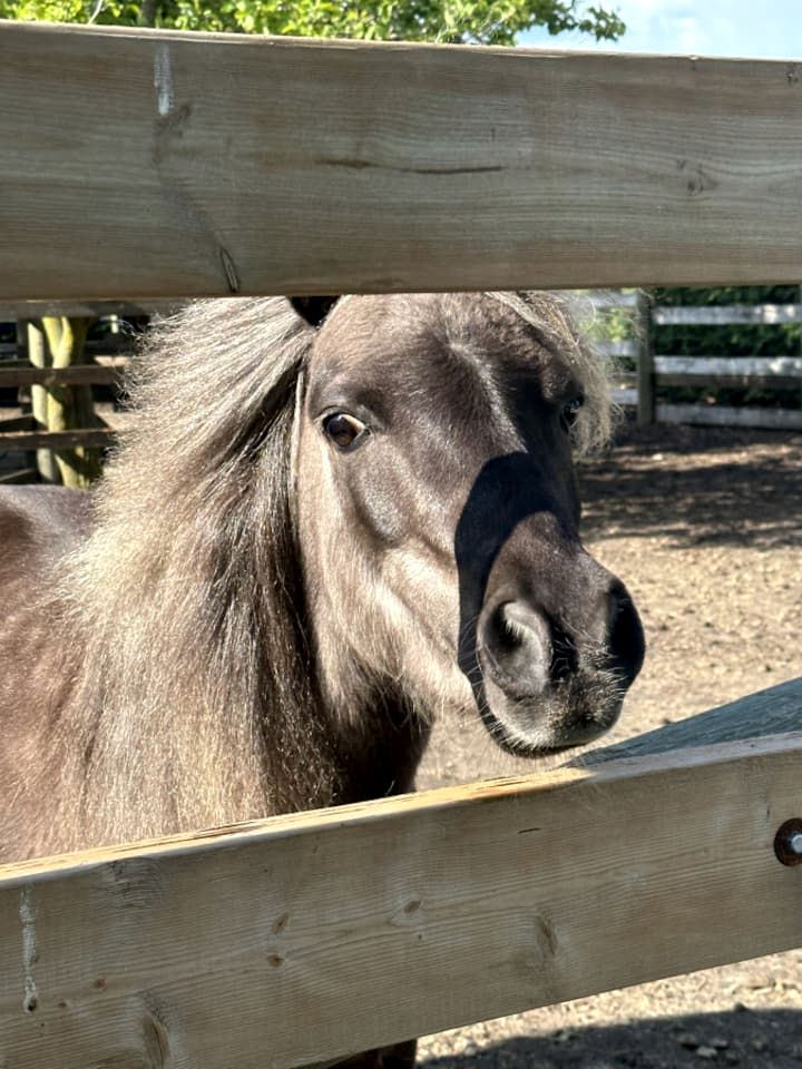 Stone Farm Retreat with Foosball and Poker Table in Ontario