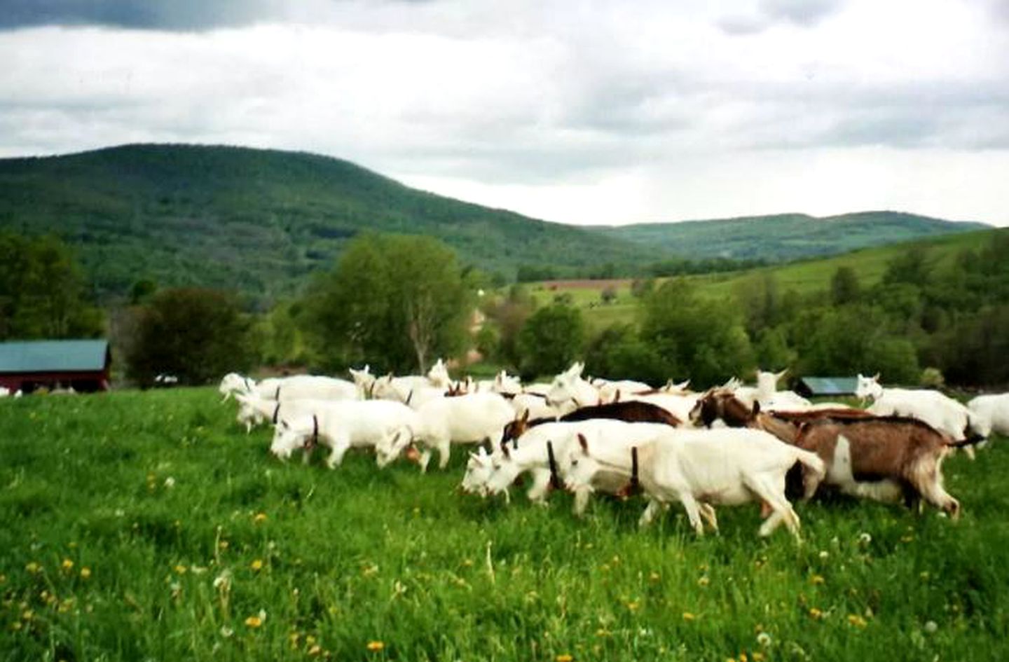 Picturesque Bed and Breakfast on a Farm in East Meredith, New York