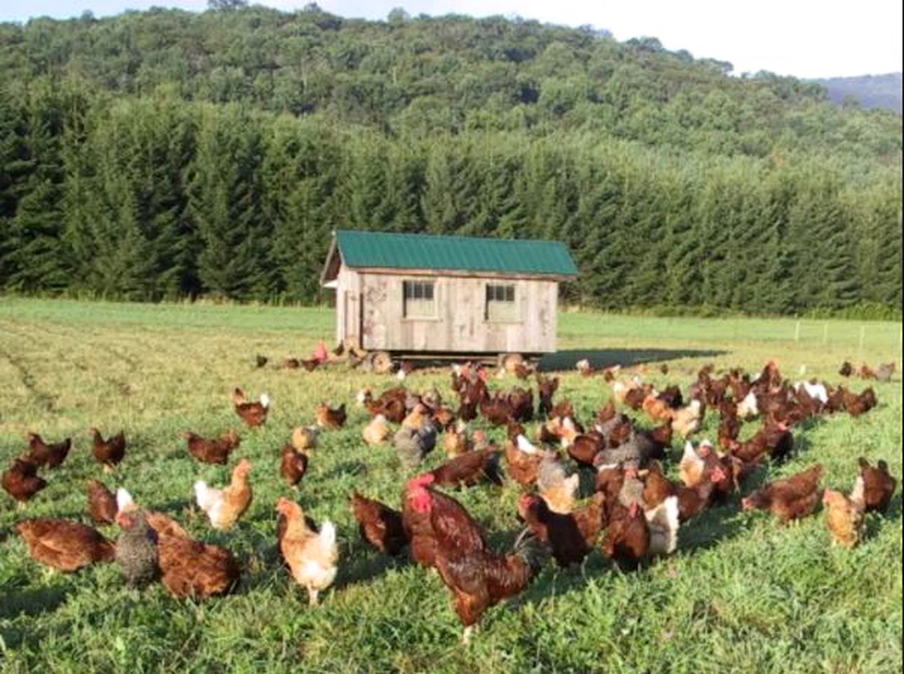 Picturesque Bed and Breakfast on a Farm in East Meredith, New York