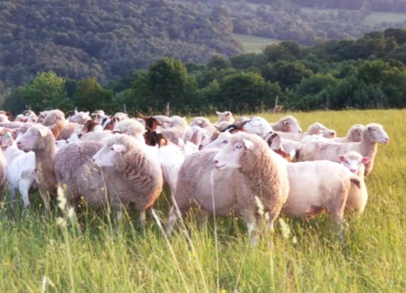 Picturesque Bed and Breakfast on a Farm in East Meredith, New York