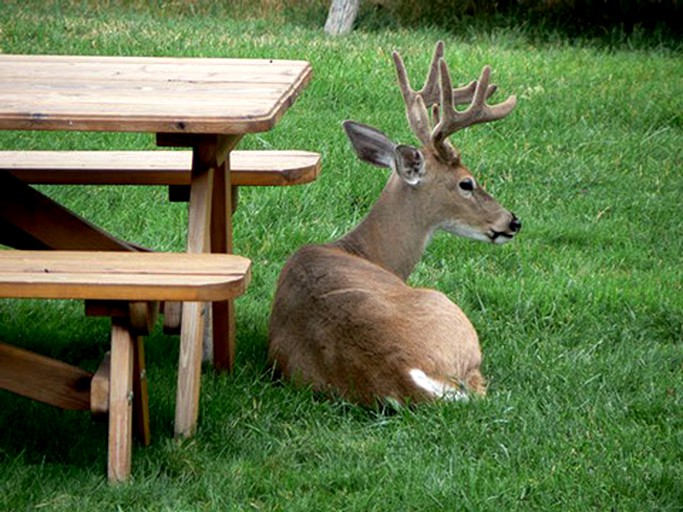 Nature Lodges (Story, Wyoming, United States)