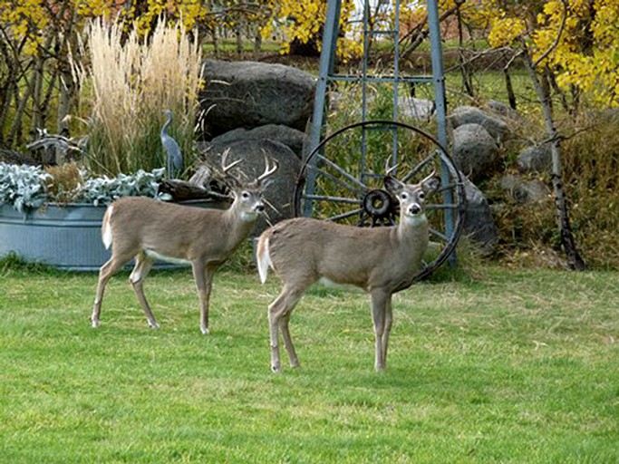 Nature Lodges (Story, Wyoming, United States)