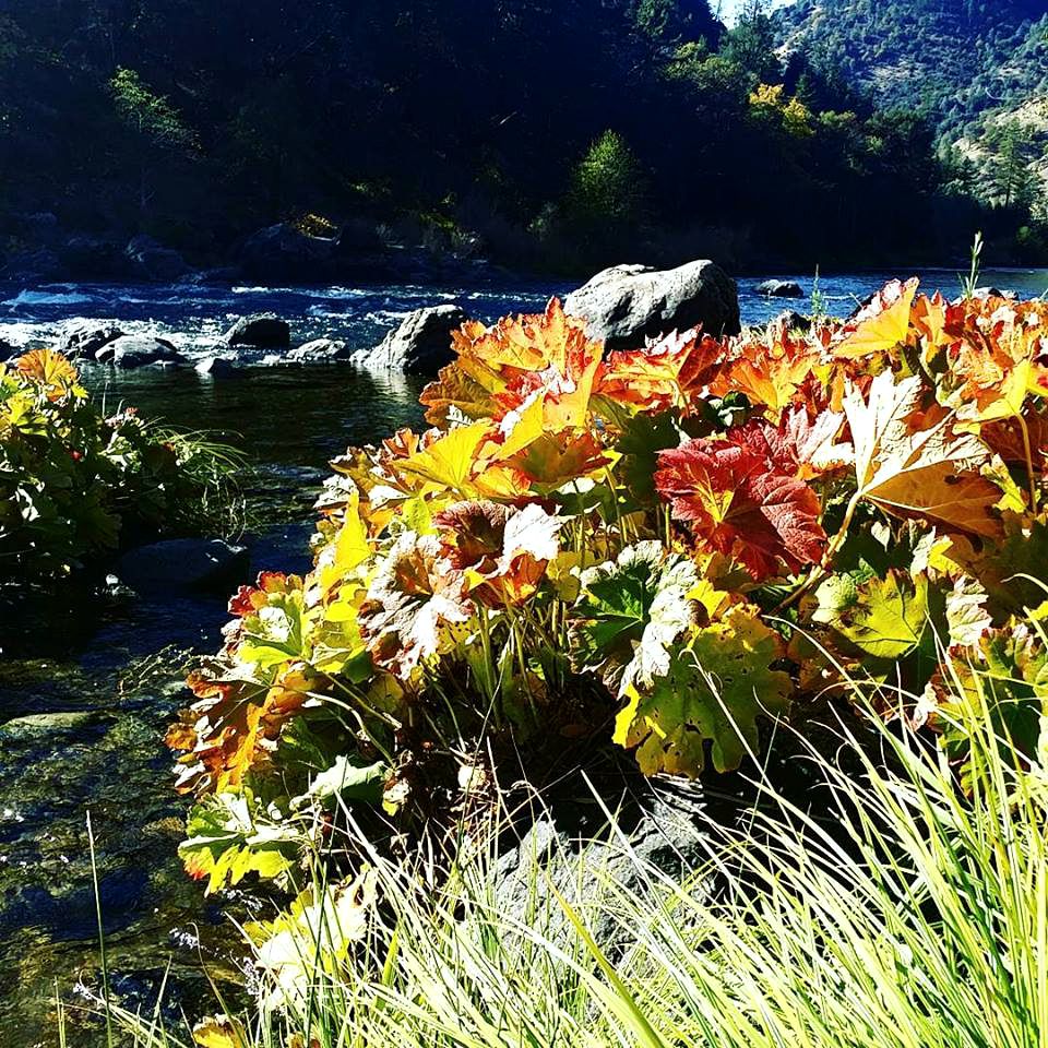 Charming Cottage Rental with Fabulous Views of the Trinity River in Northern California