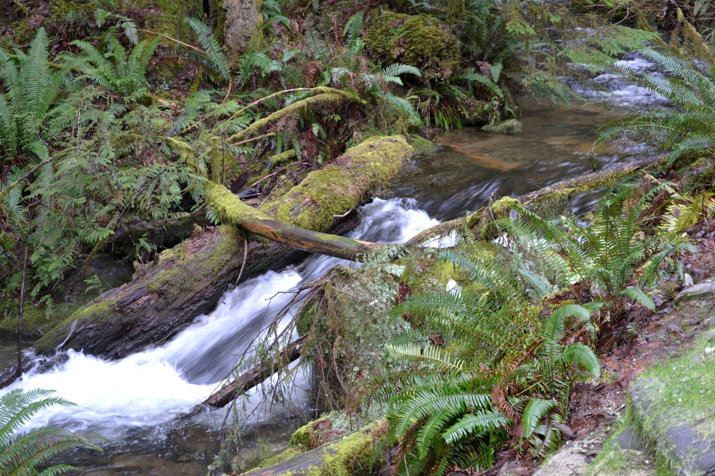 One-Room Cabins for Rent Perfect for Solo Travelers in Egmont, British Columbia