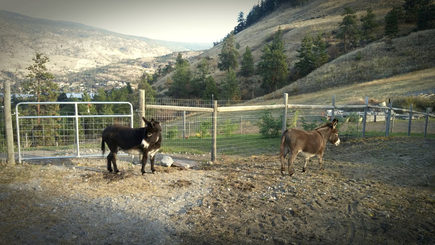 Stunning Cottage Rental Overlooking Okanagan Lake in Kaleden, British Columbia