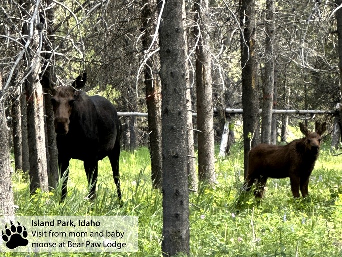 Cabins (United States of America, Island Park, Idaho)