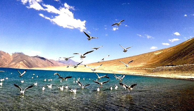 Safari Tents (Leh, Jammu and Kashmir, India)