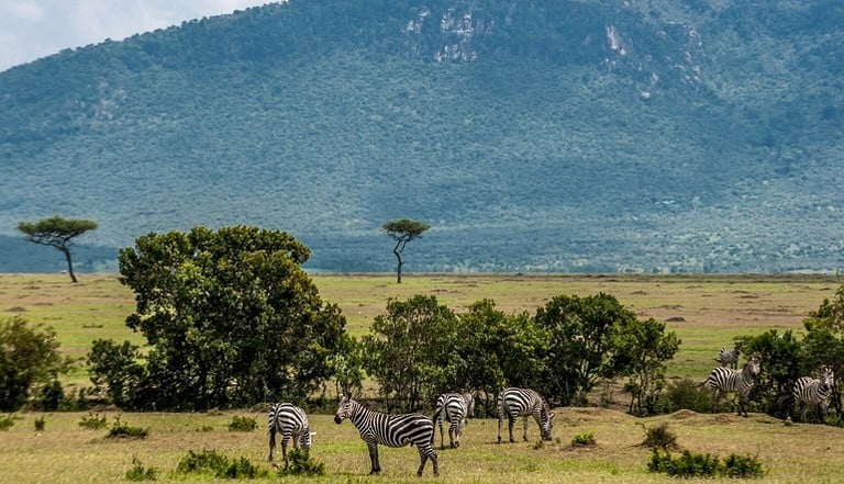 Safari Tents (Maasai Mara, Narok, Kenya)