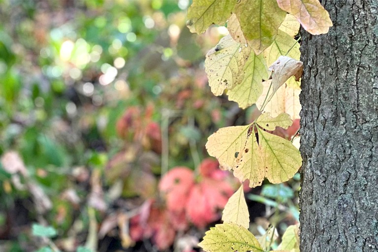 Tented Cabins (United States of America, Des Moines, Iowa)