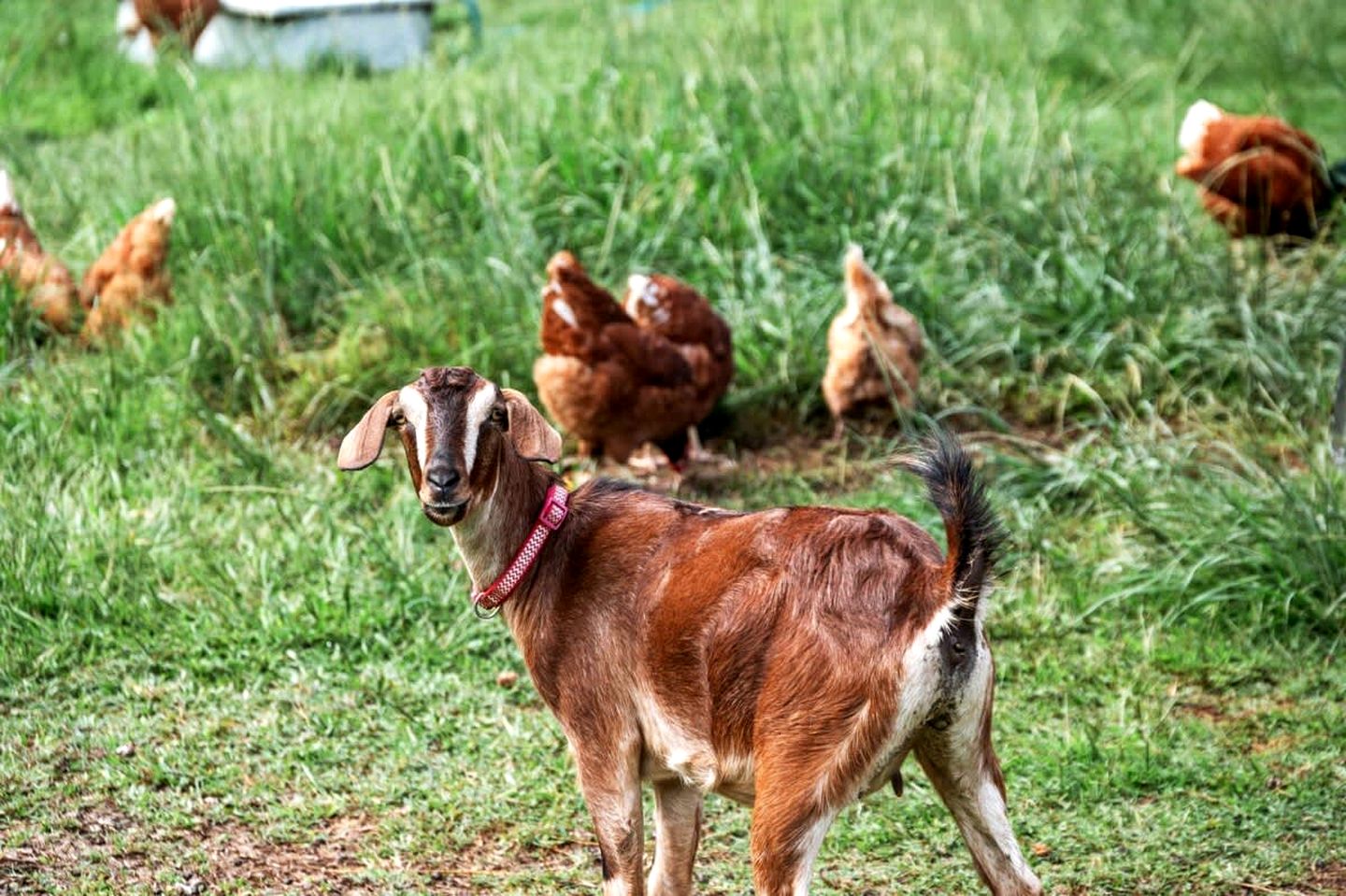 Clarence Farm Stay in James Creek, New South Wales