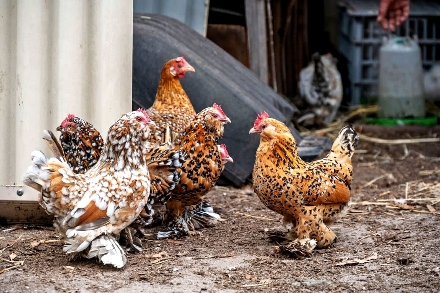 Clarence Farm Stay in James Creek, New South Wales