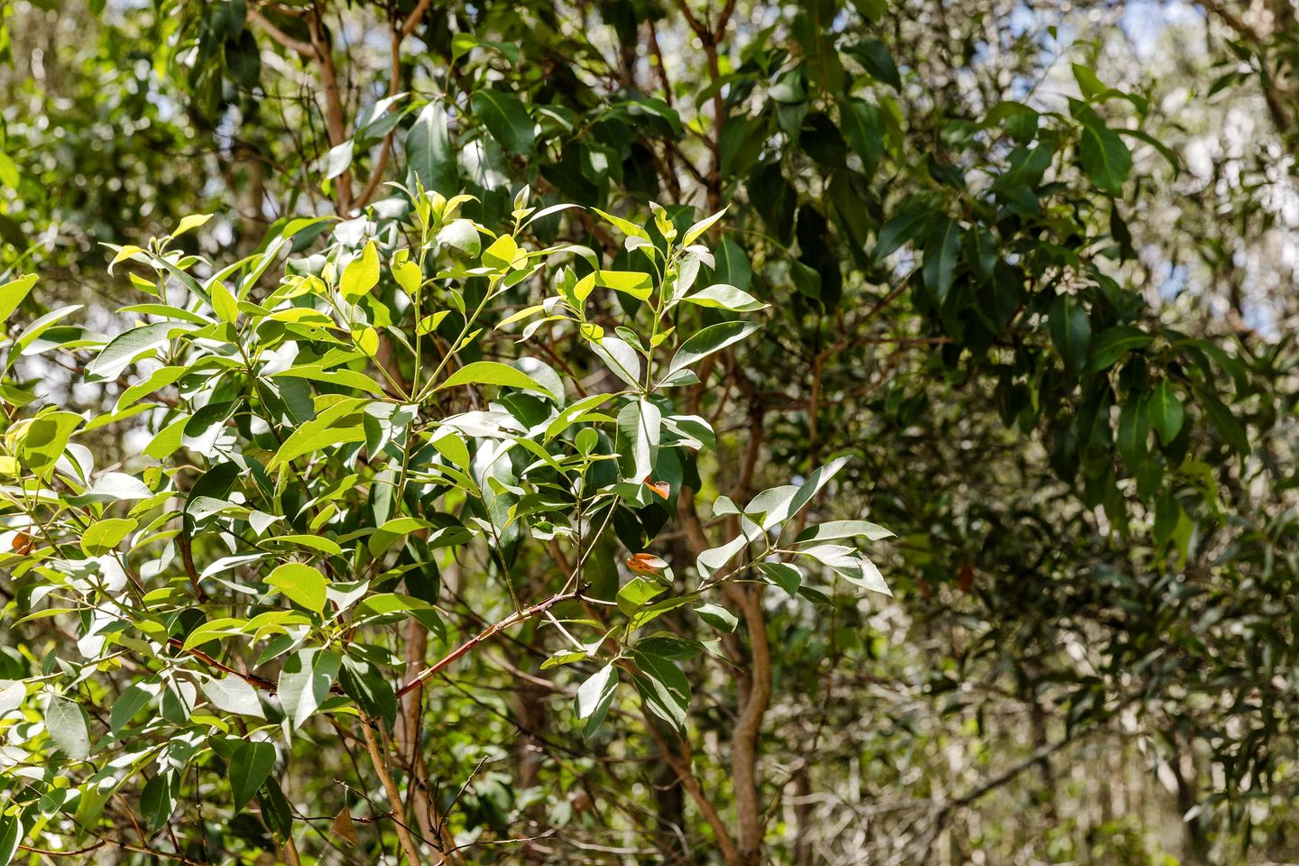 Clarence Farm Stay in James Creek, New South Wales