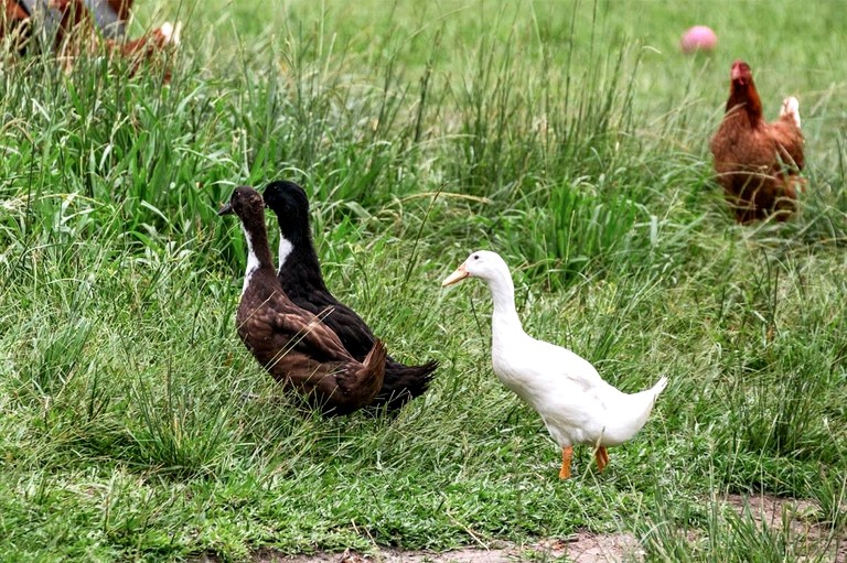 Tiny Houses (Australia, James Creek, New South Wales)