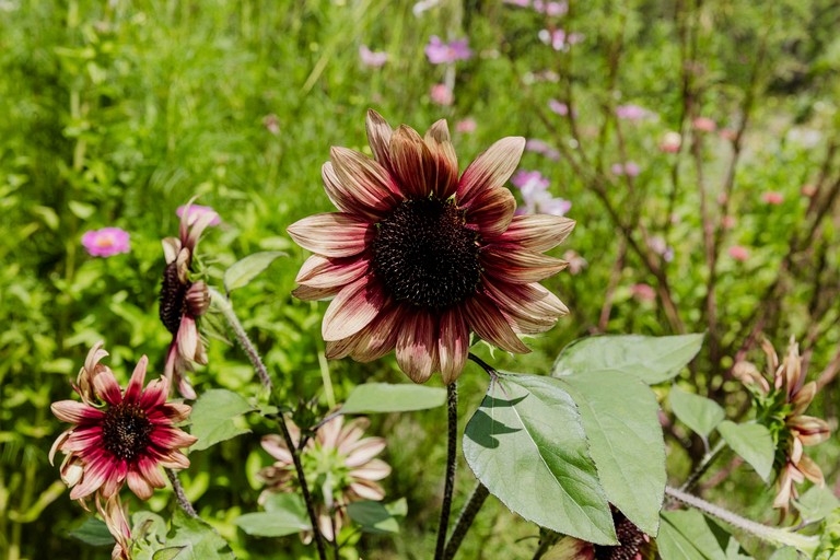 Tiny Houses (Australia, James Creek, New South Wales)