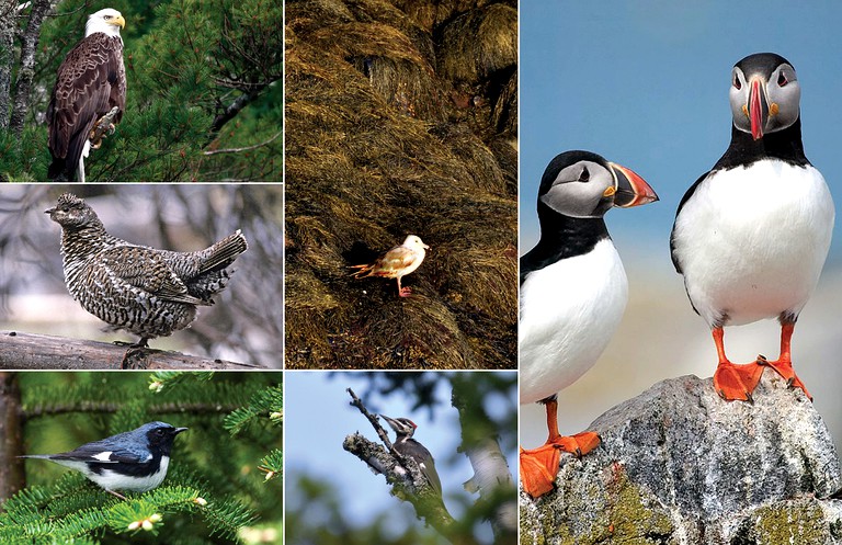 Vacation Rentals (Beals, Maine, United States)