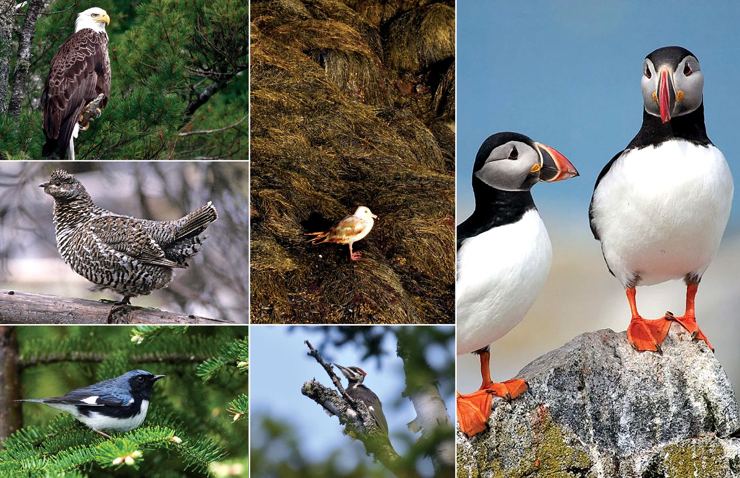 Stylish Cottage Rental with Multiple Decks on Beals Island near Jonesport