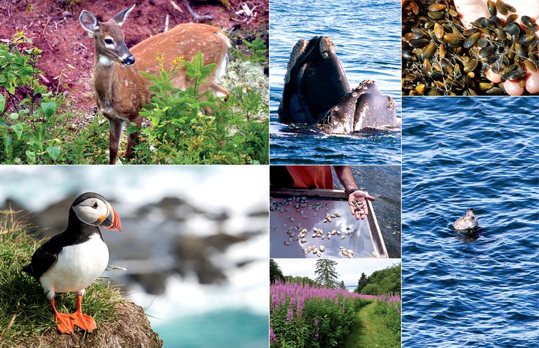 Vacation Rentals (Beals, Maine, United States)