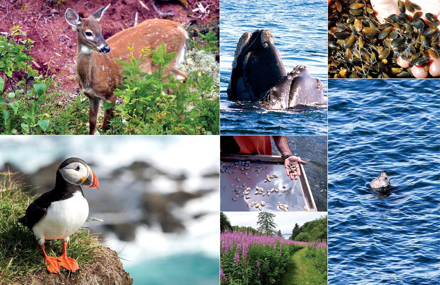 Stylish Cottage Rental with Multiple Decks on Beals Island near Jonesport