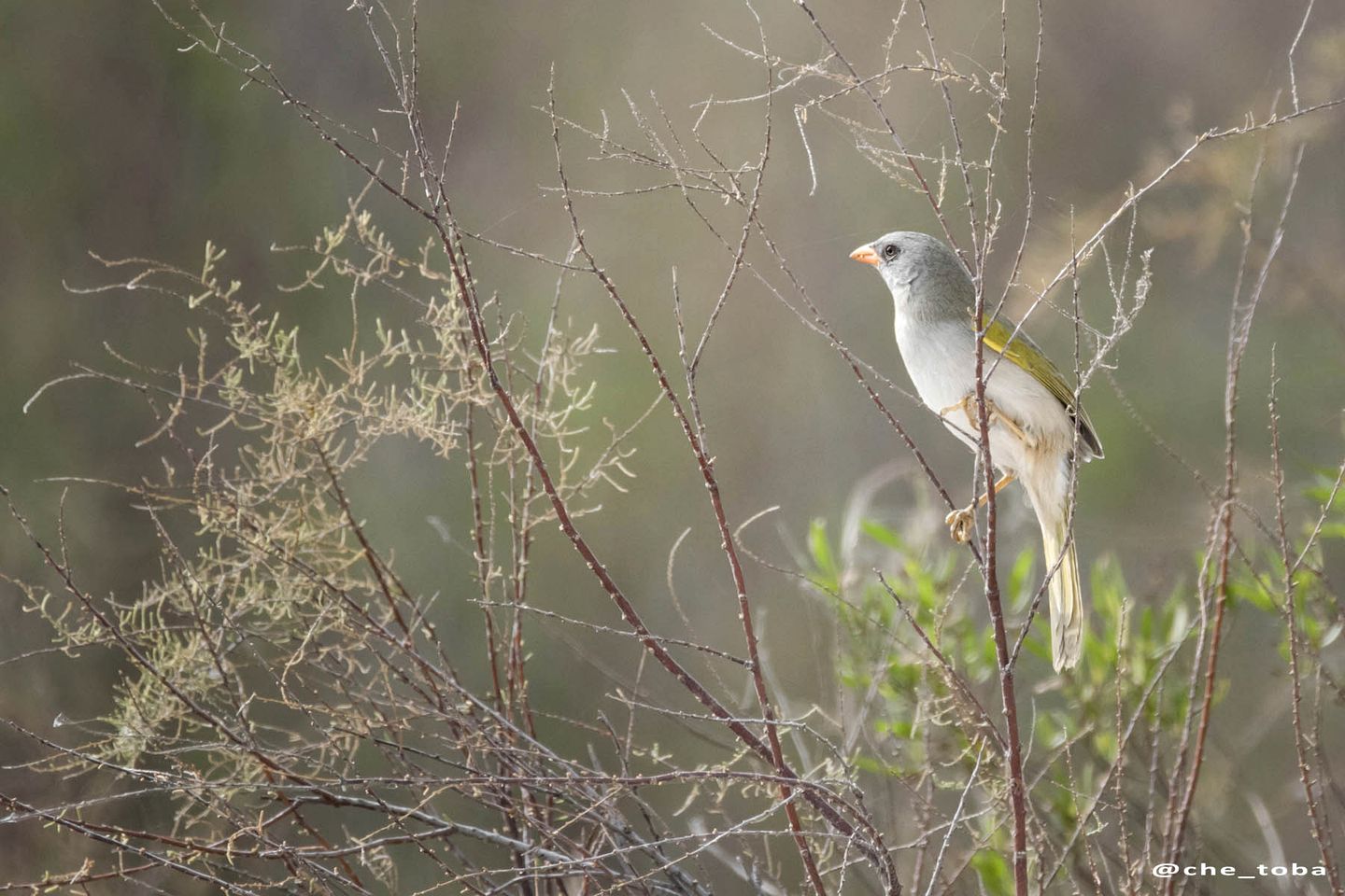 Romantic Nordic-Style Riverfront Suites with Private Dock near Tigre, Buenos Aires
