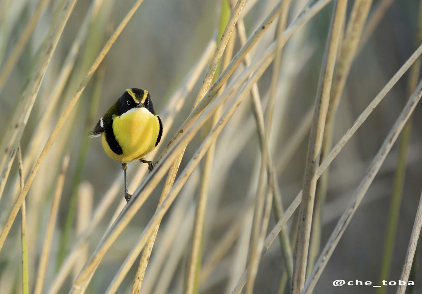 Romantic Nordic-Style Riverfront Suites with Private Dock near Tigre, Buenos Aires