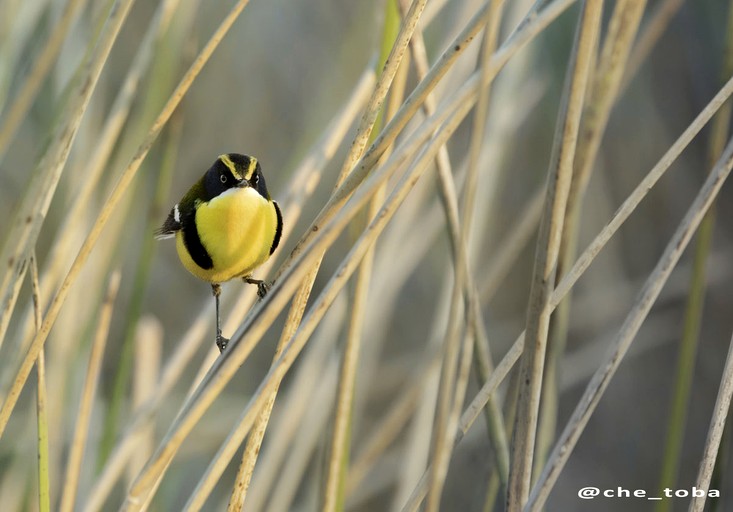 Tiny Houses (Argentina, Islas de Tigre, Buenos Aires)