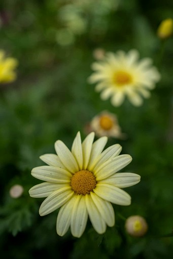 Tiny Houses (Argentina, Islas de Tigre, Buenos Aires)