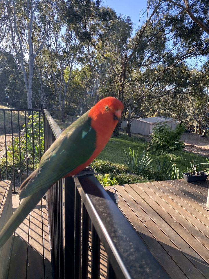 Countryside Tiny House for a Pet Friendly Glamping Getaway in Howes Creek, Victoria