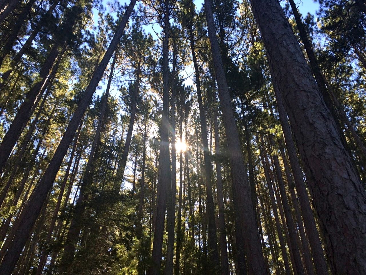 Waterfront Cabin with Amazing Sleeping Loft on Pelican Lake, Minnesota